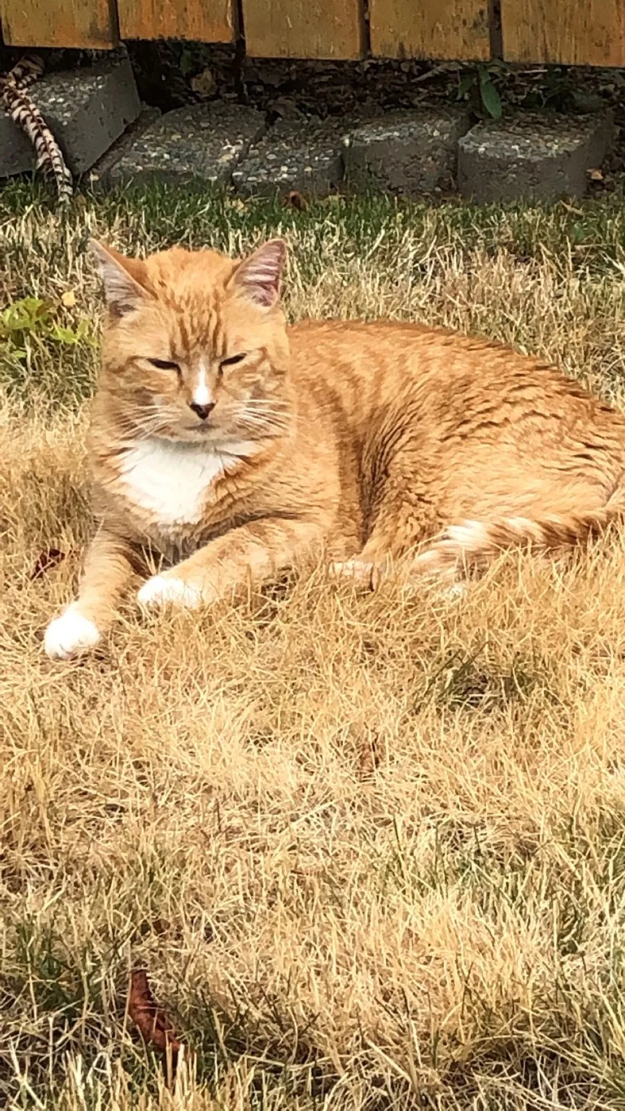 Lost cat in Salem, OR, 97304