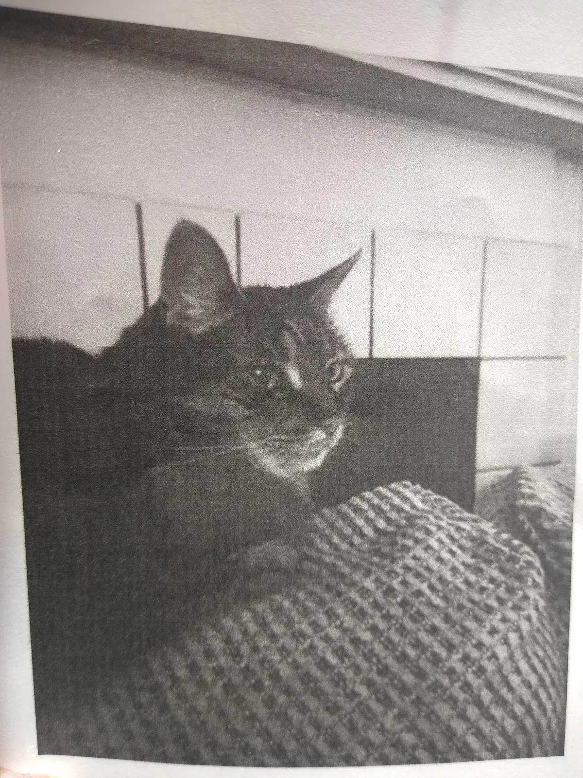 Lost cat in Clackamas, OR, 97015