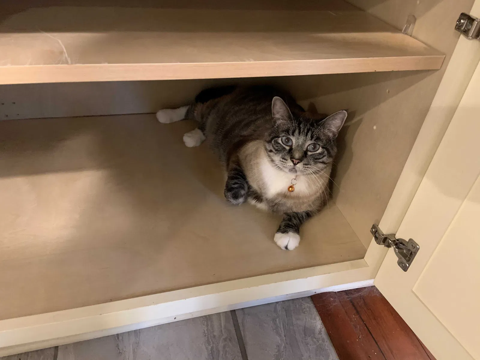Lost cat in Lincoln, NE, 68507