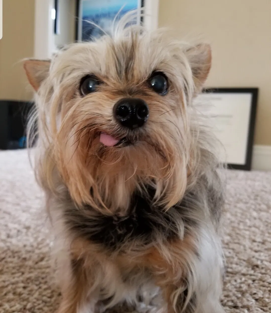 Lost dog in Murrieta, CA, 92562