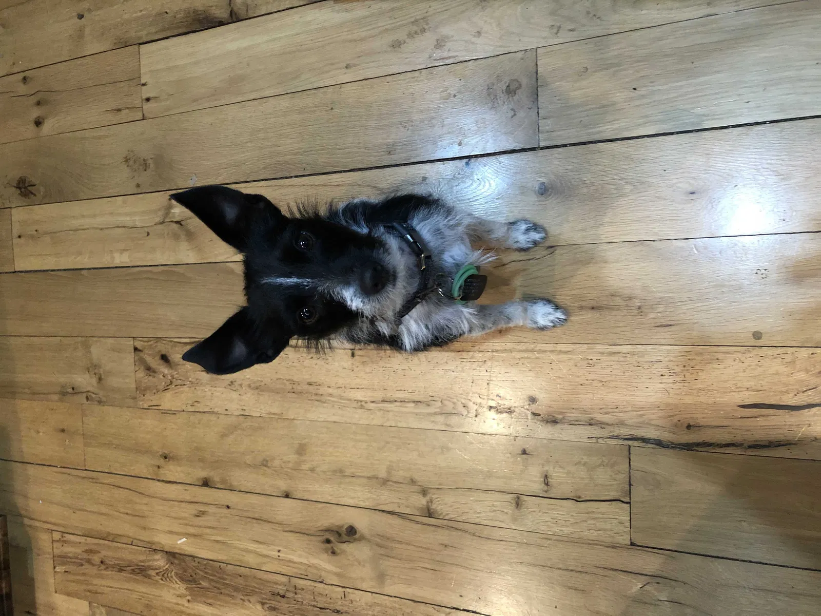 Lost dog in Hartford, WI, 53027