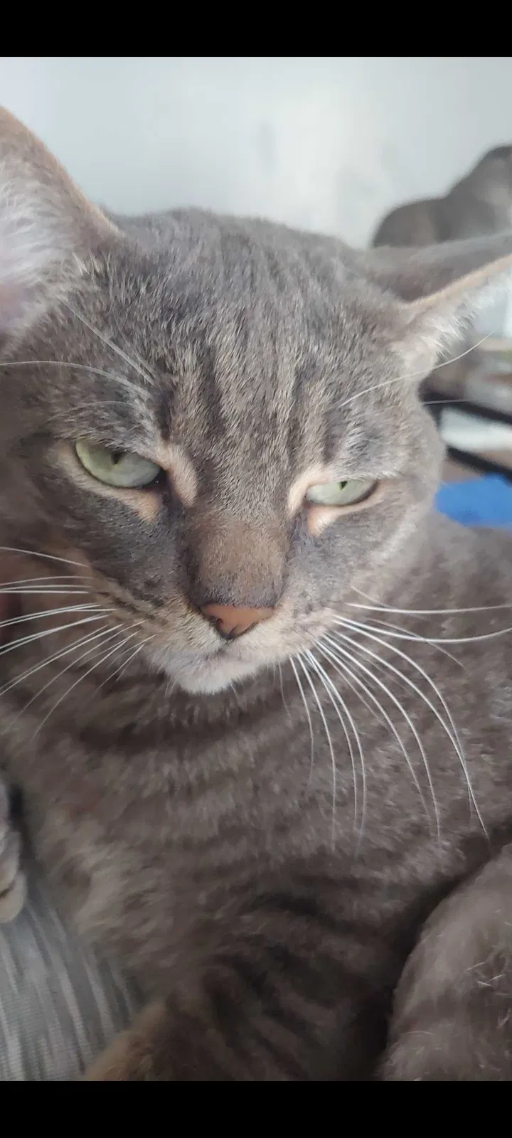 Lost cat in Indianapolis, IN, 46254