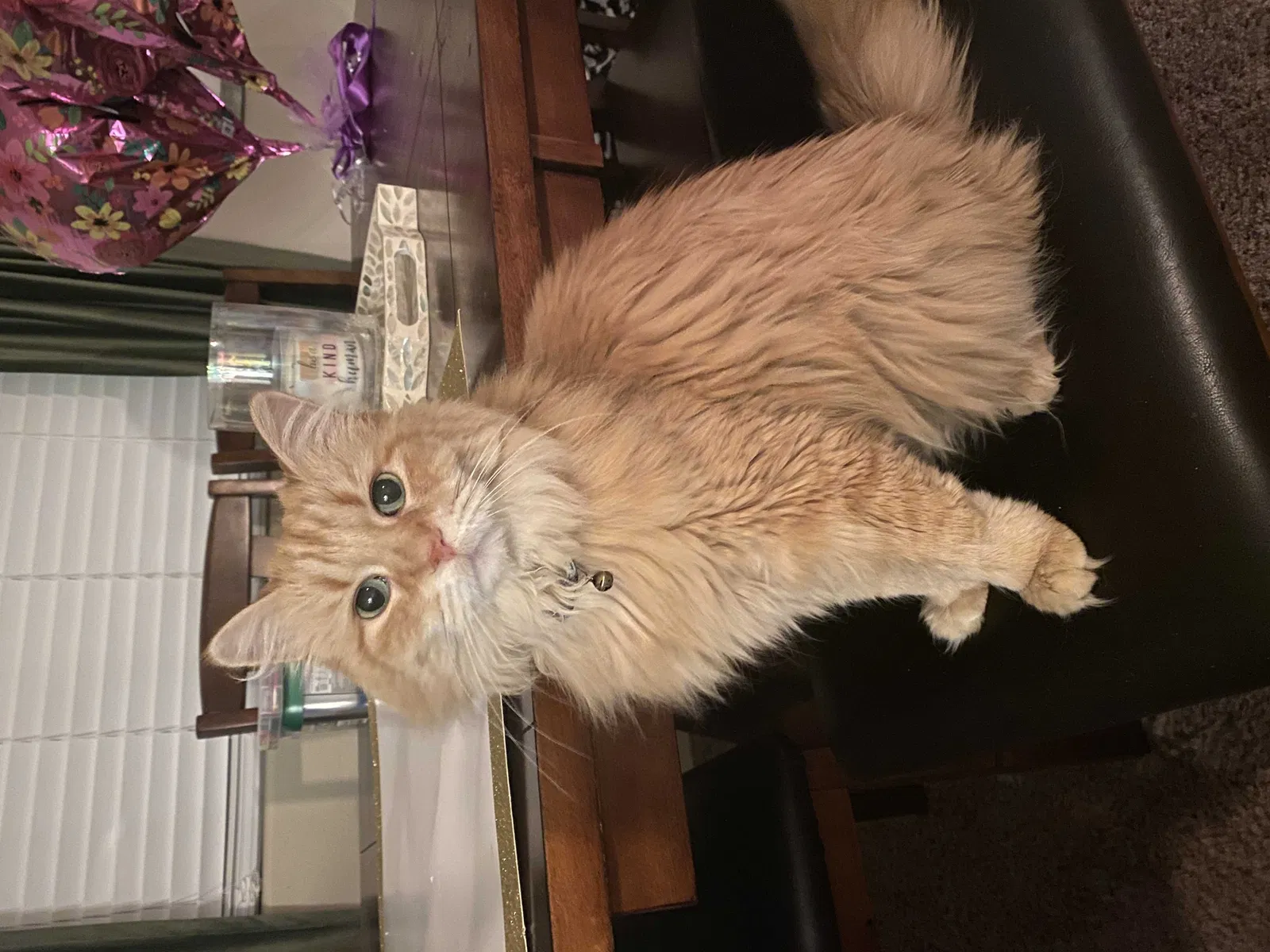 Lost cat in Mesa, AZ, 85204