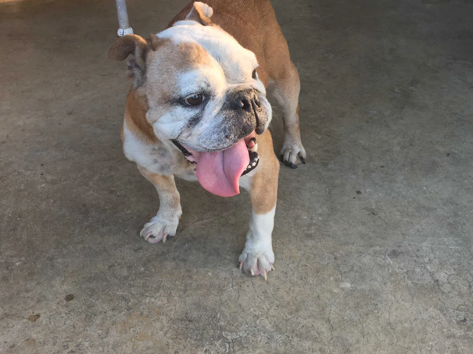 Found dog in Kingsport, TN, 37660