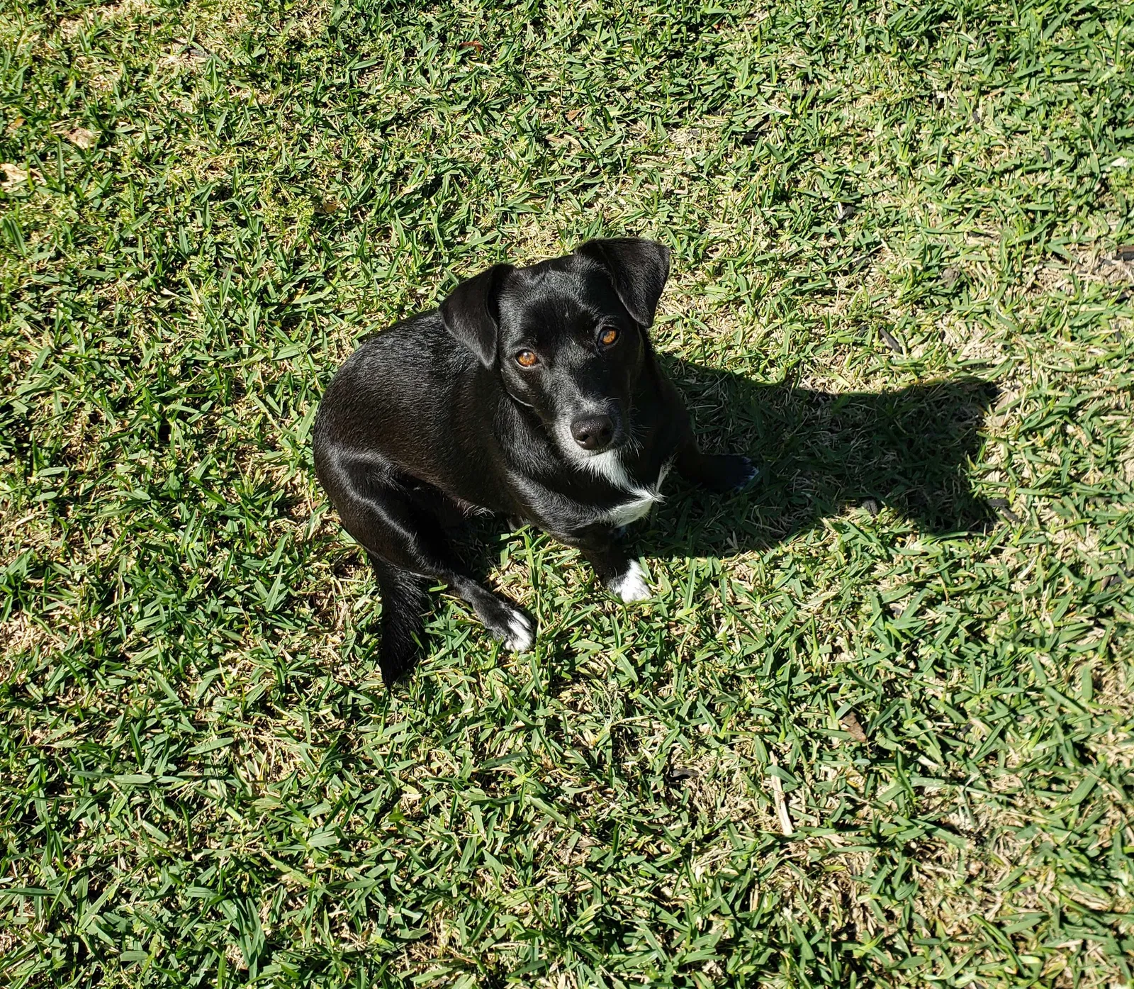Lost dog in Katy, TX, 77493