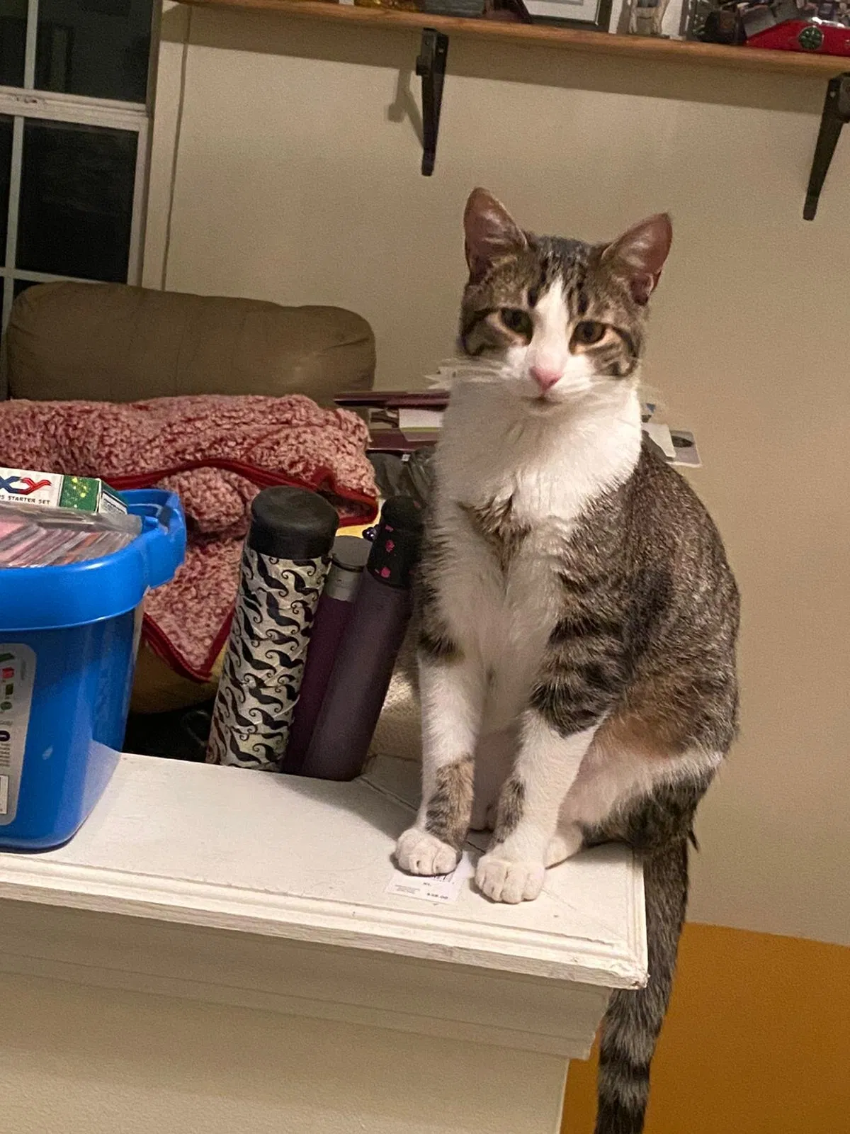 Lost cat in Indianapolis, IN, 46235