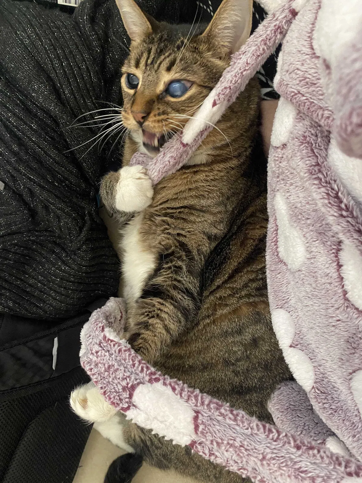 Lost cat in Long Beach, CA, 90810