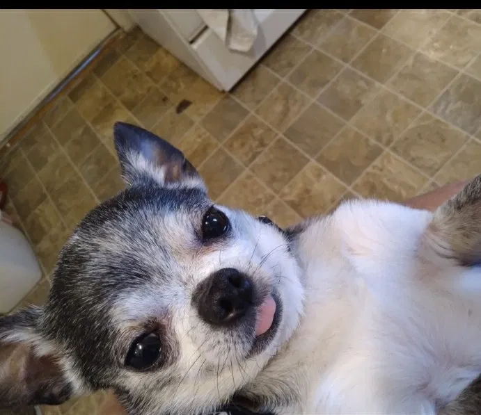 Lost dog in Nampa, ID, 83687