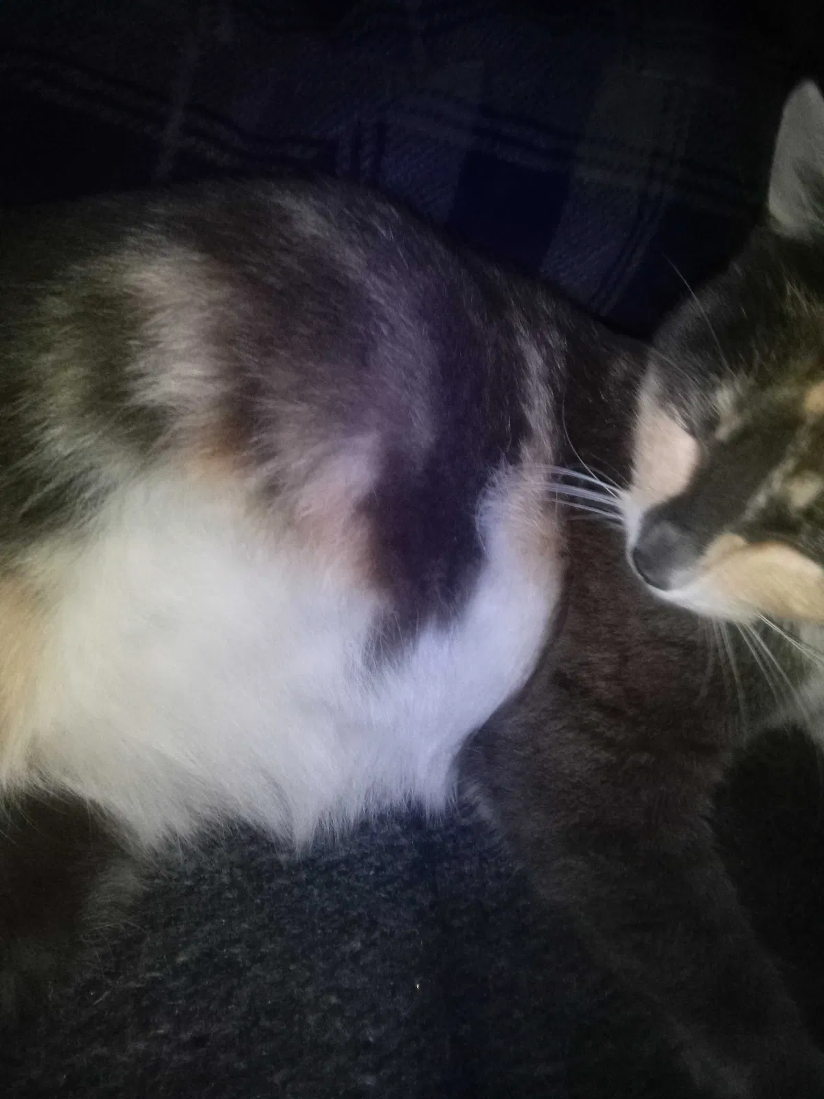 Lost cat in Portland, OR, 97217