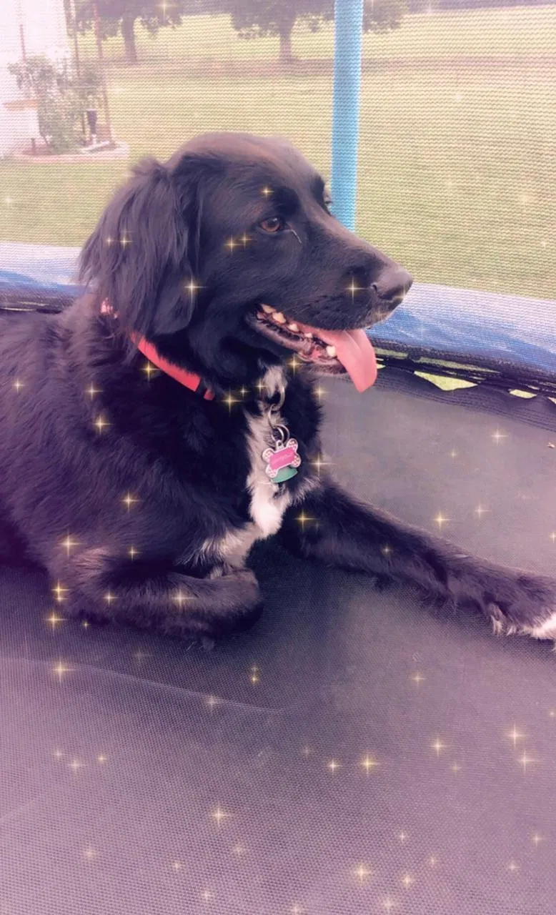 Lost dog in Anna, TX, 75409