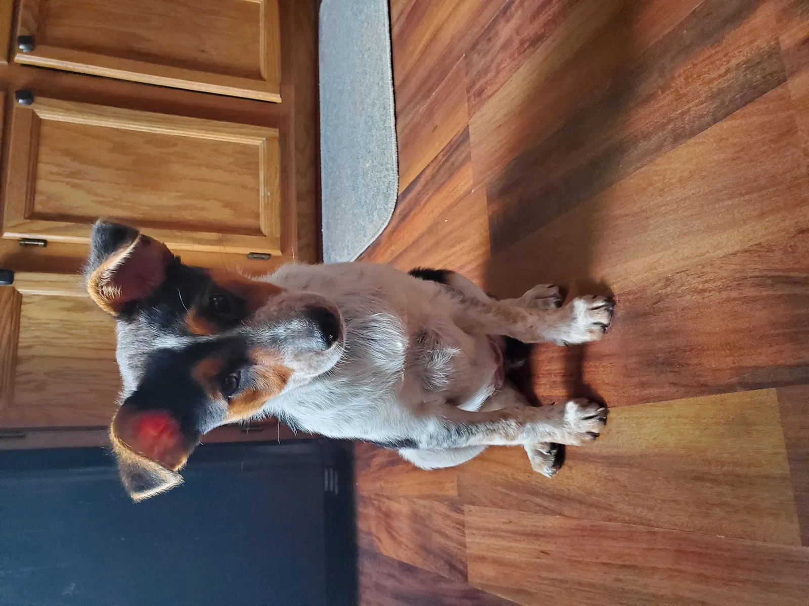 Lost dog in Belleville, MI, 48111