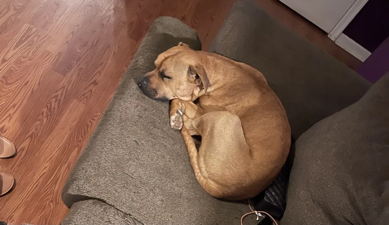 Lost dog in Middletown, DE, 19709