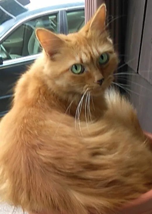 Lost cat in Elgin, SC, 29045