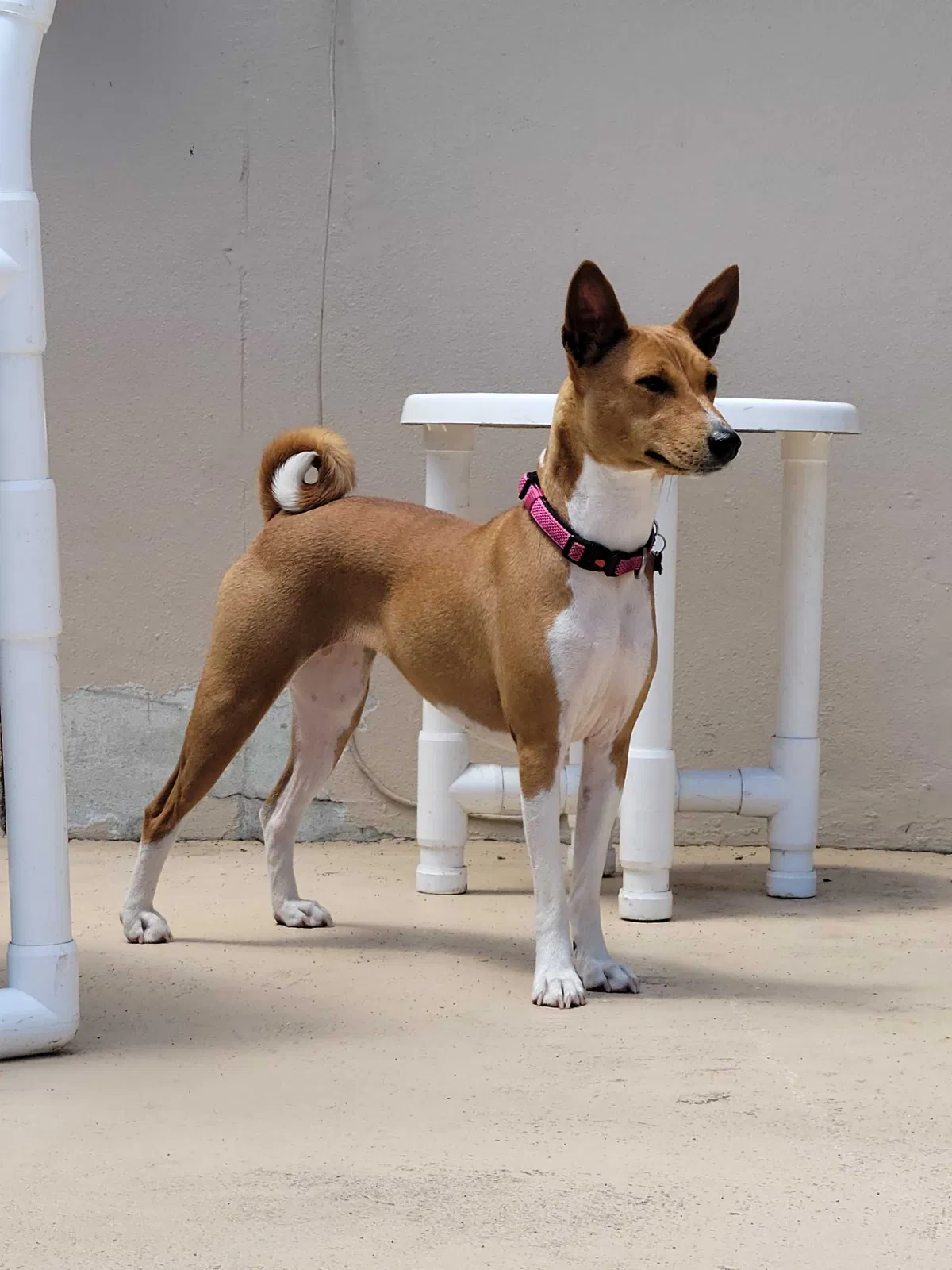 Lost dog in Jacksonville, FL, 32244