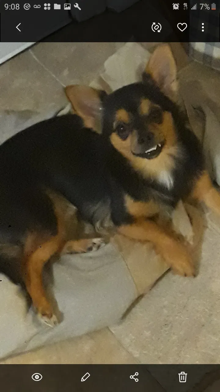 Lost dog in Memphis, TN, 38107