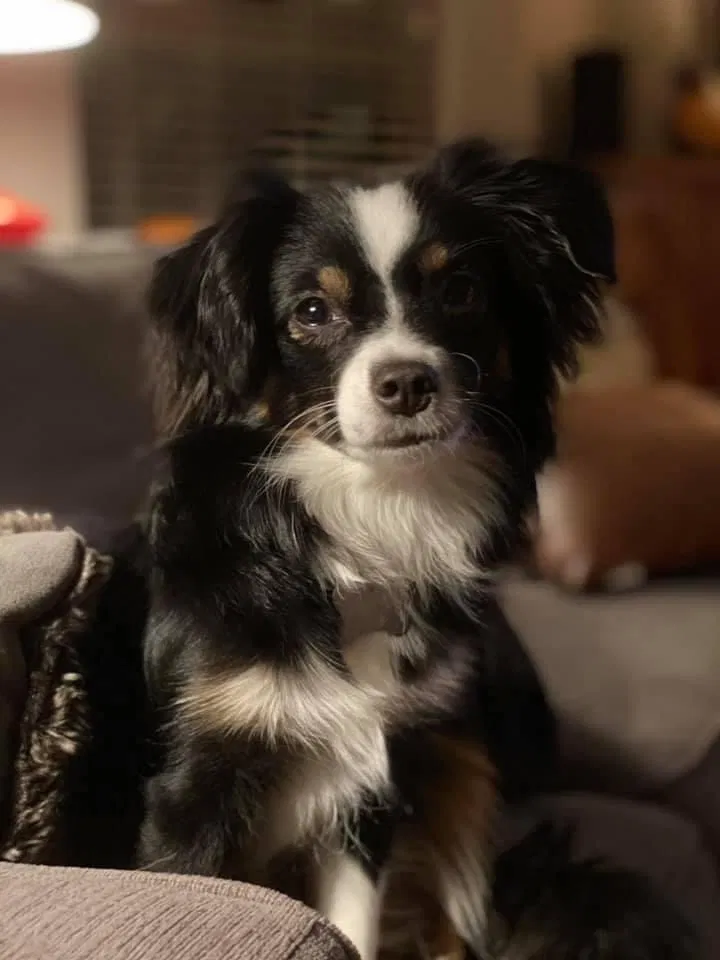 Lost dog in Lake Dallas, TX, 75065
