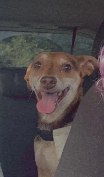 Lost dog in Collinsville, TX, 76233