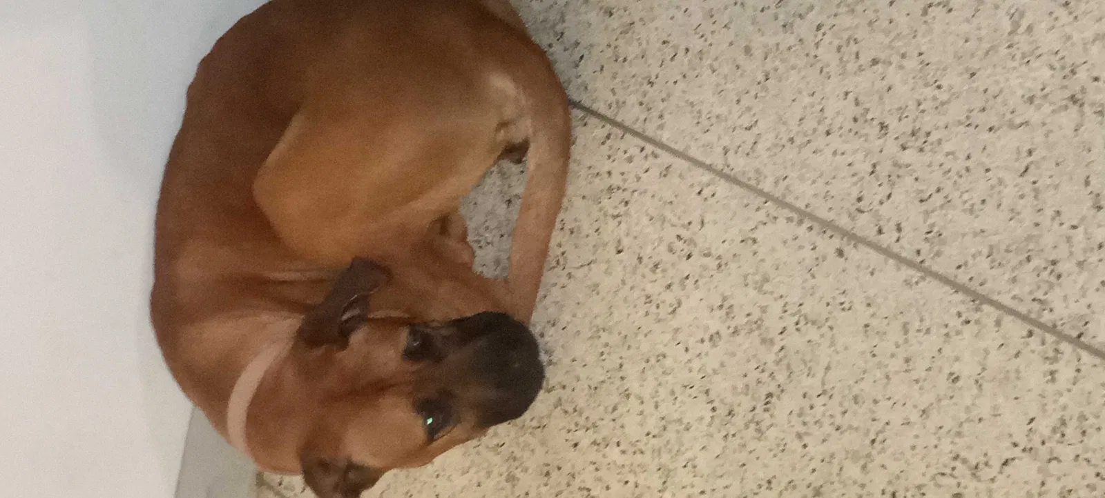 Found dog in Kansas City, KS, 66101