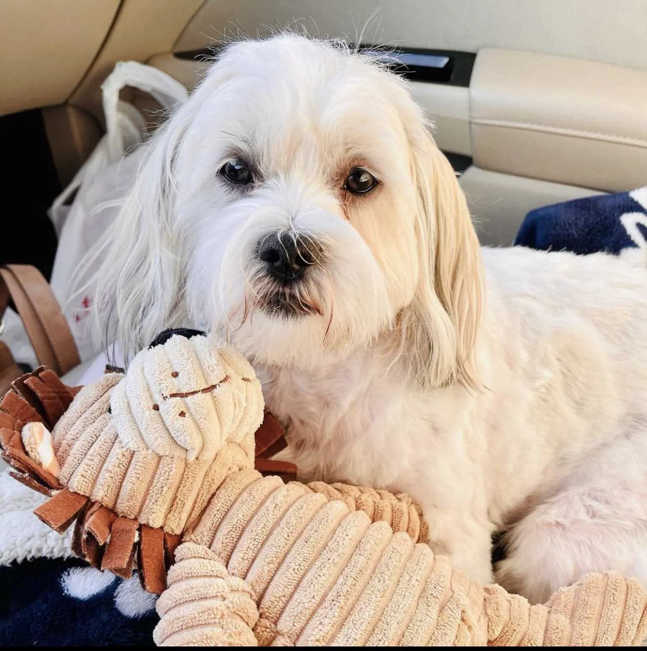Lost dog in Smyrna, TN, 37167
