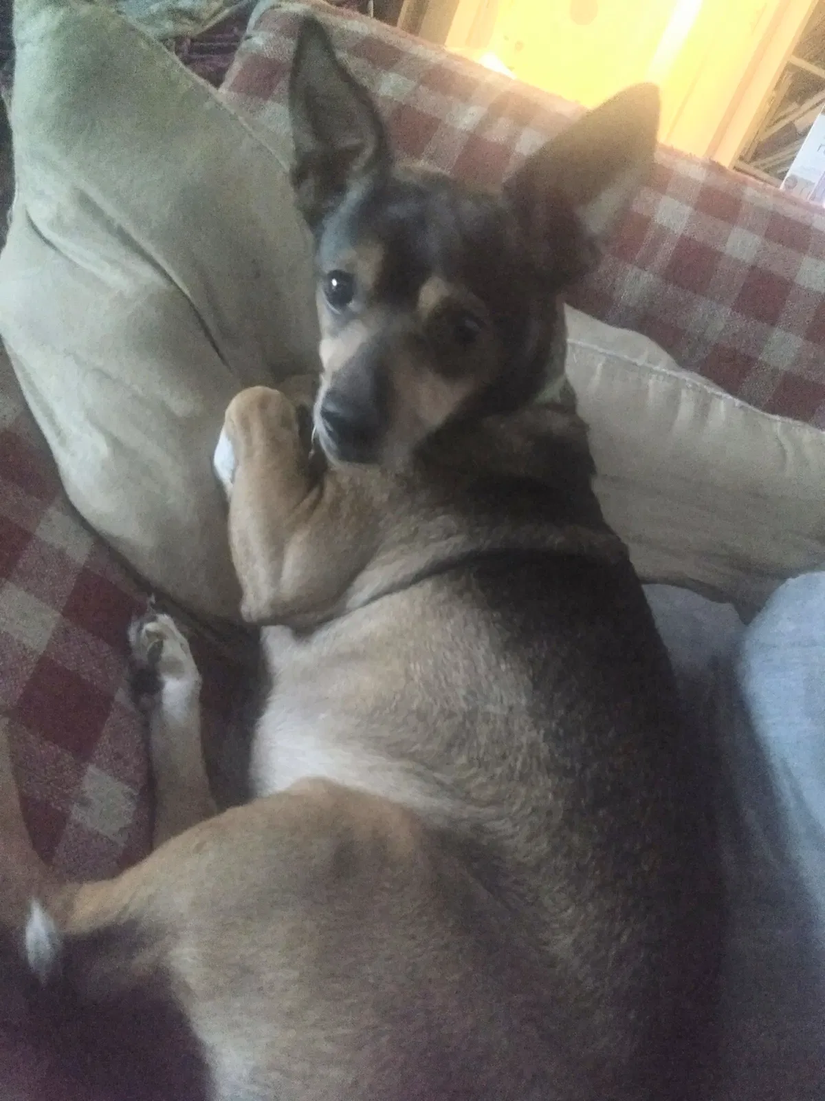 Lost dog in Bonney Lake, WA, 98391