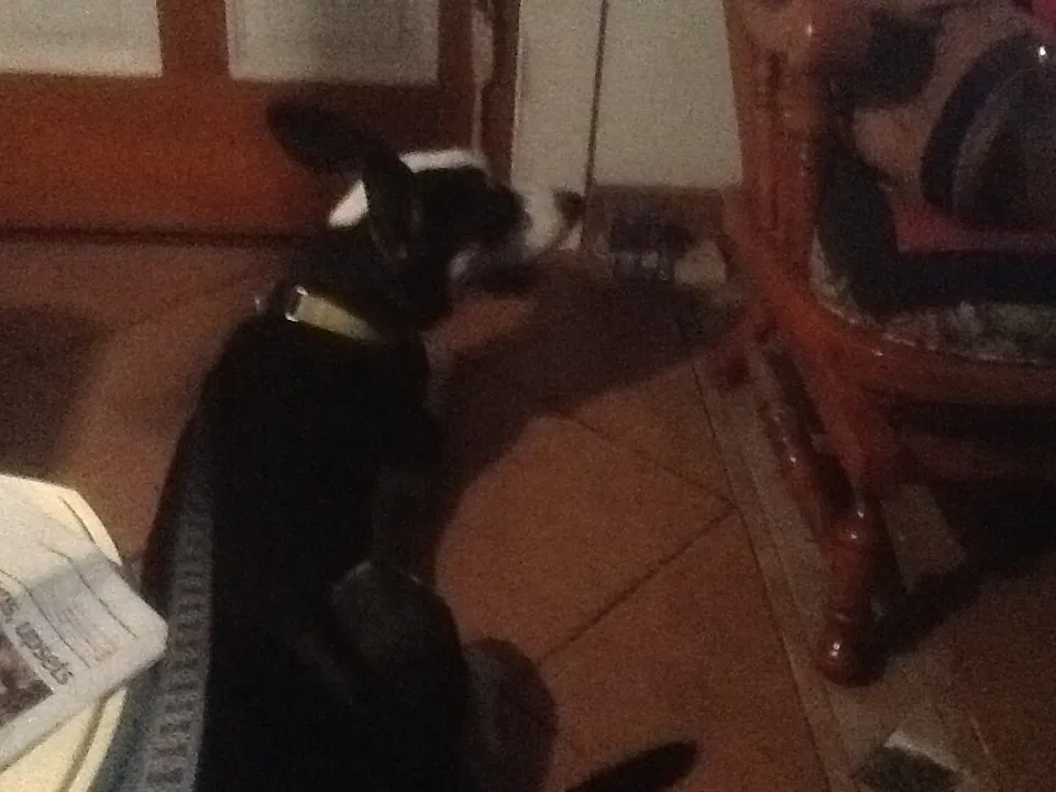 Lost dog in Bakersfield, CA, 93306