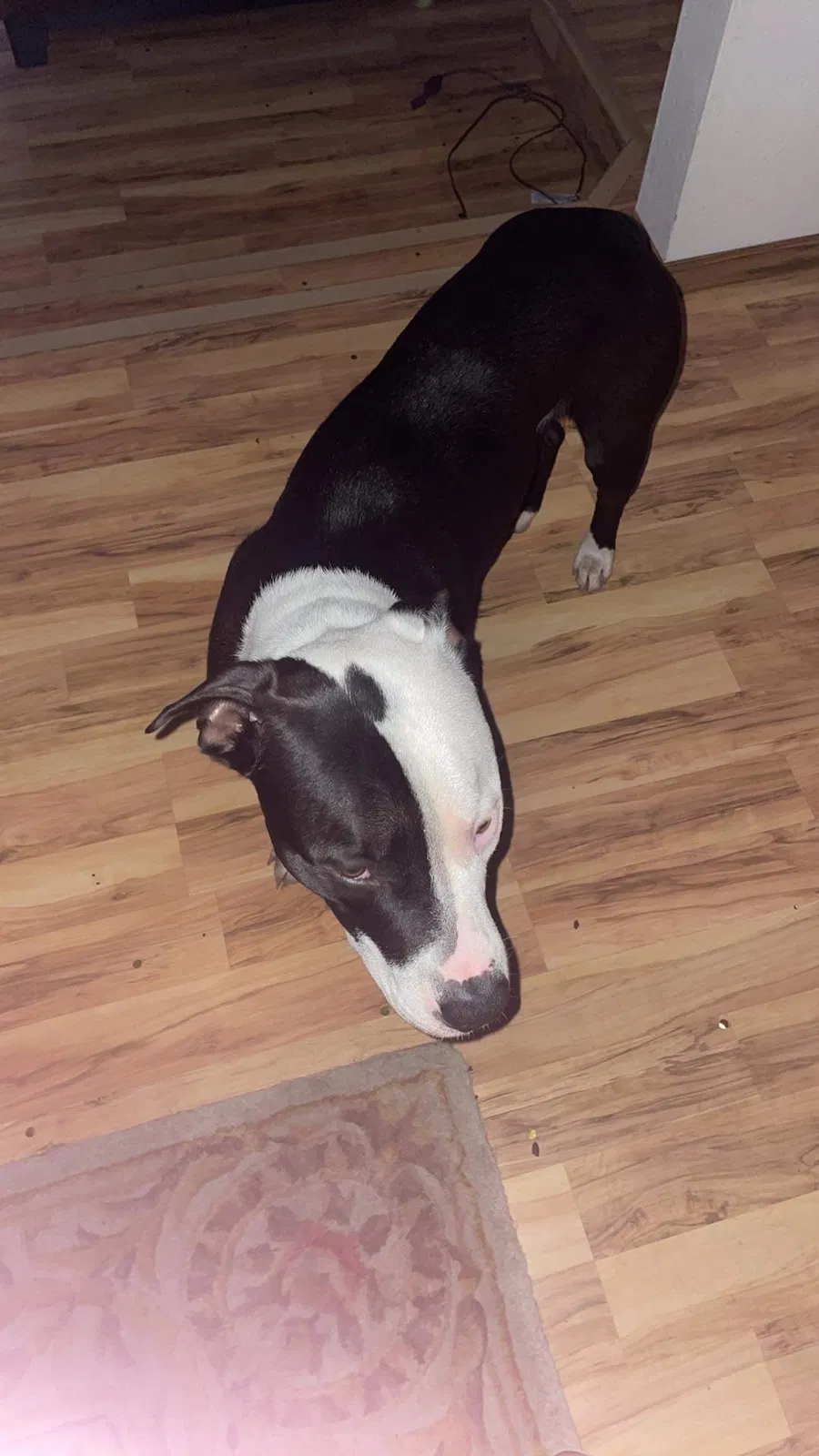 Lost dog in Salem, OR, 97306