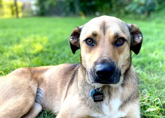 Lost dog in Fort Worth, TX, 76135