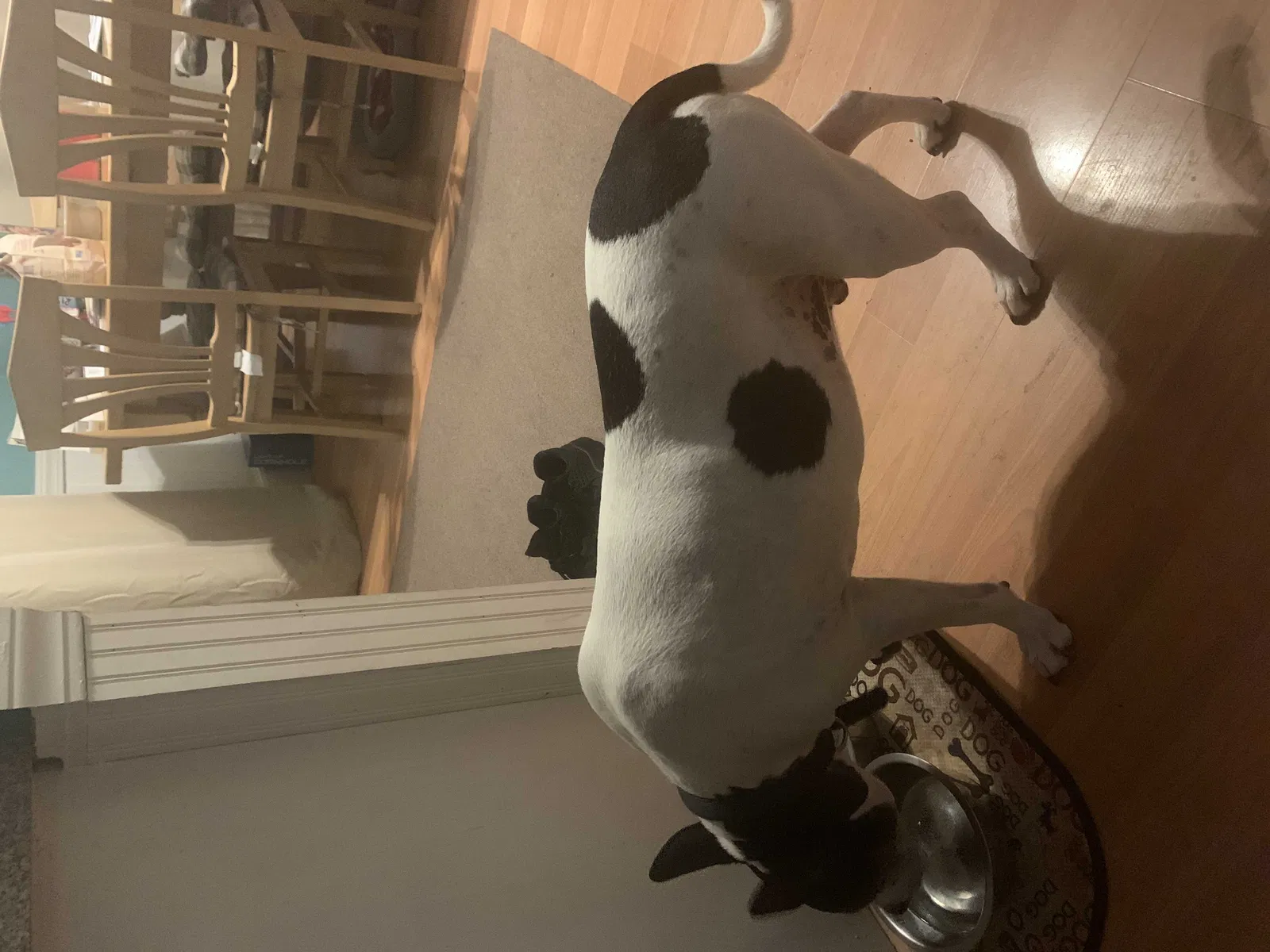 Found dog in Laconia, NH, 3246