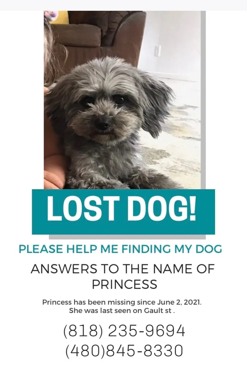 Lost dog in Reseda, CA, 91335
