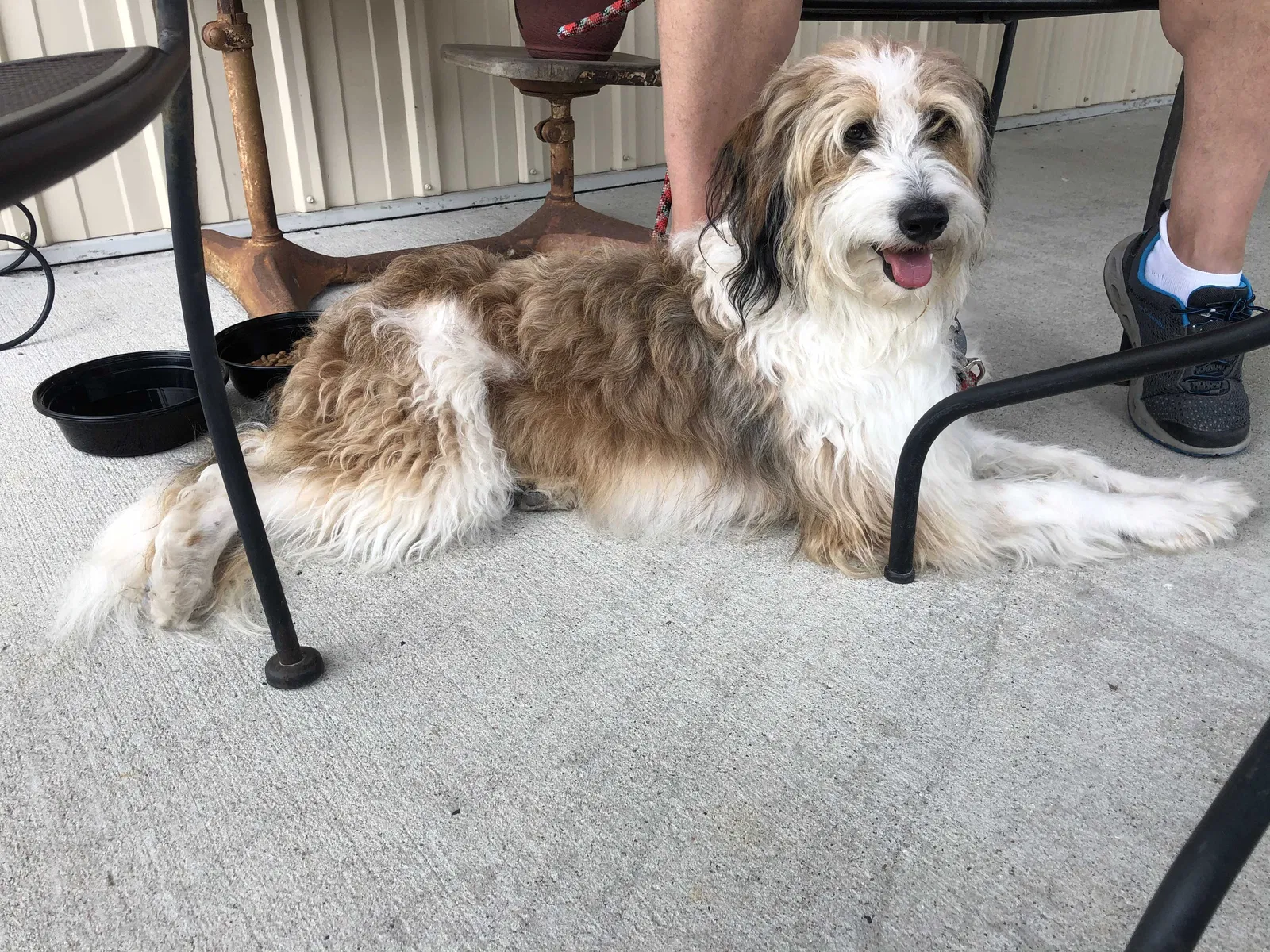 Lost dog in Cambridge, MD, 21613