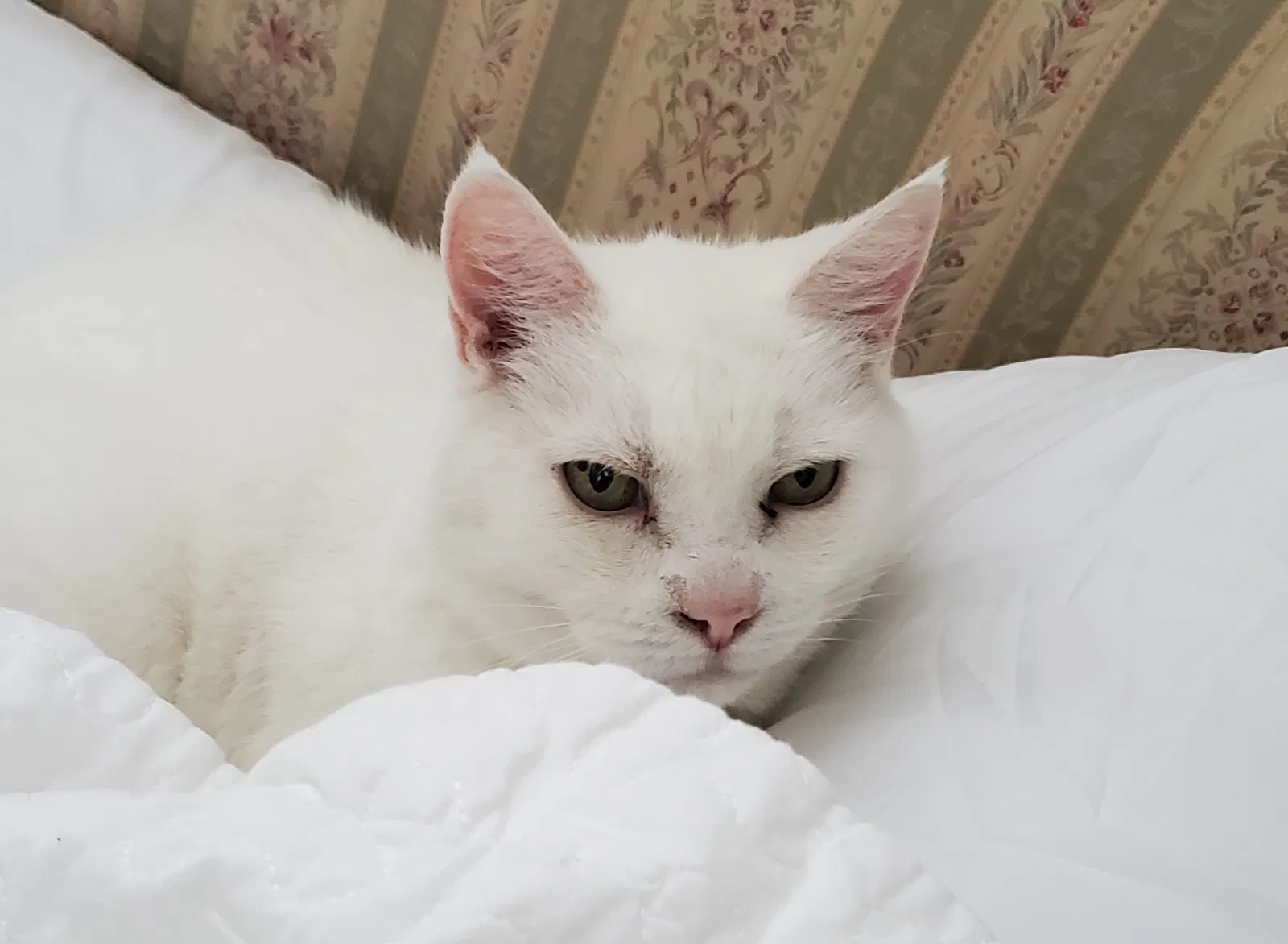 Lost cat in Coeur D Alene, ID, 83815