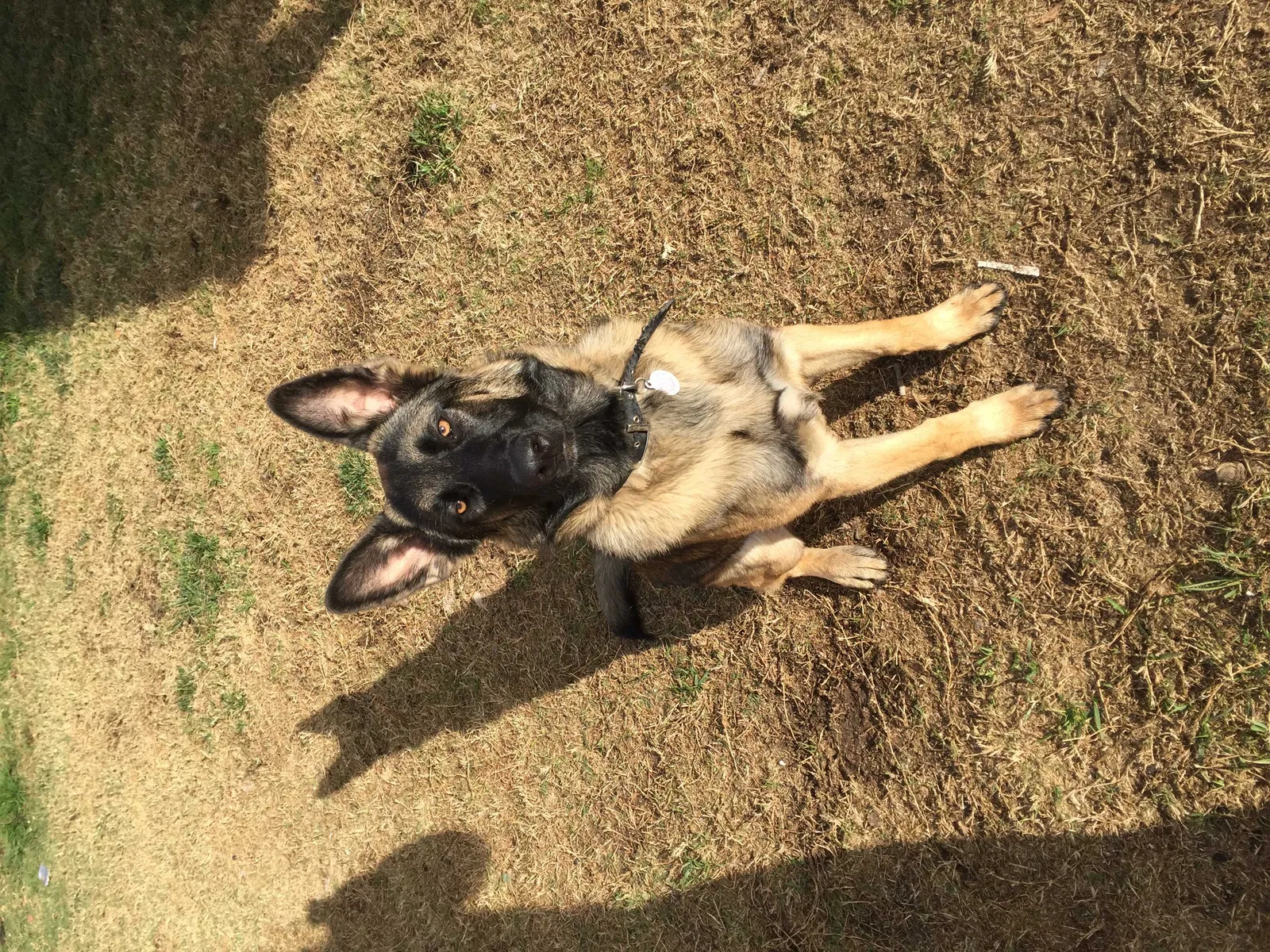 Lost dog in Chula Vista, CA, 91911