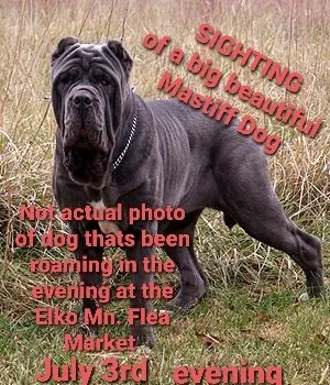 Found dog in Elko New Market, MN, 55020