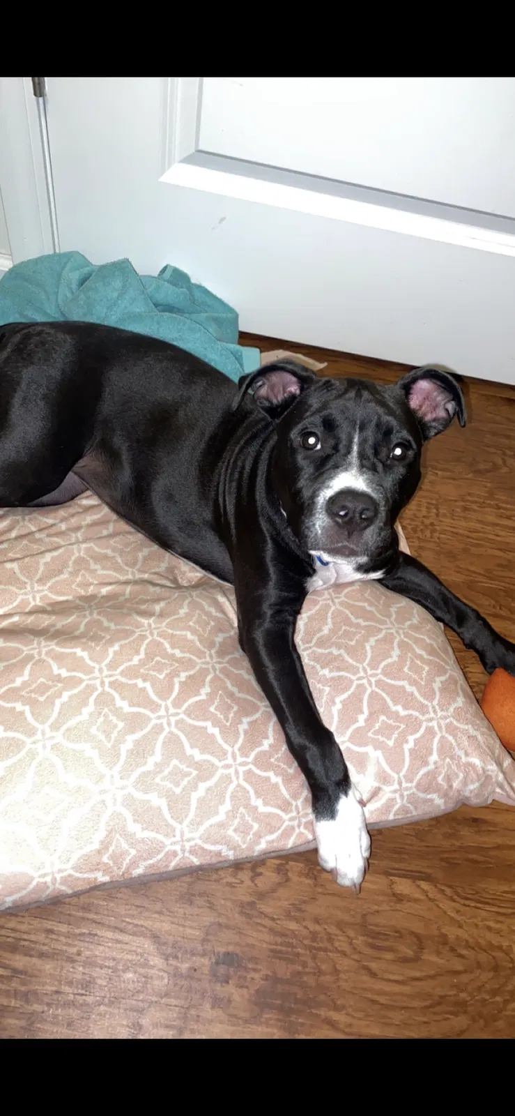 Lost dog in Jacksonville, FL, 32219