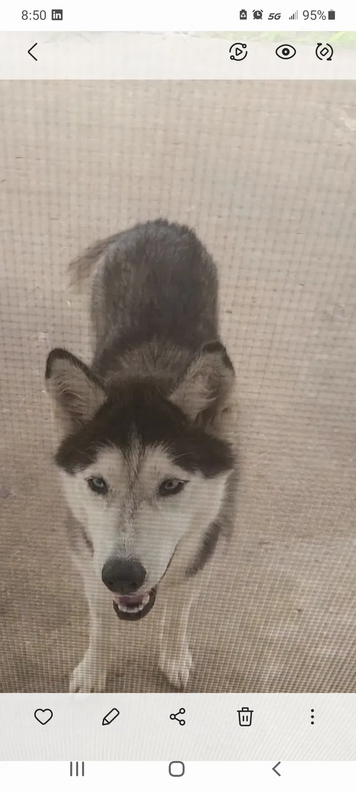 Lost dog in Grand Prairie, TX, 75052