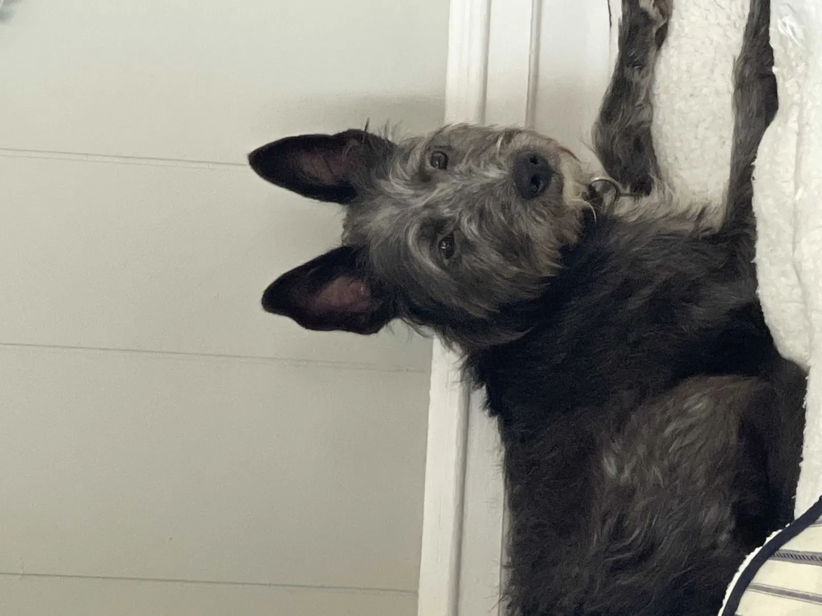 Lost dog in Chattanooga, TN, 37410