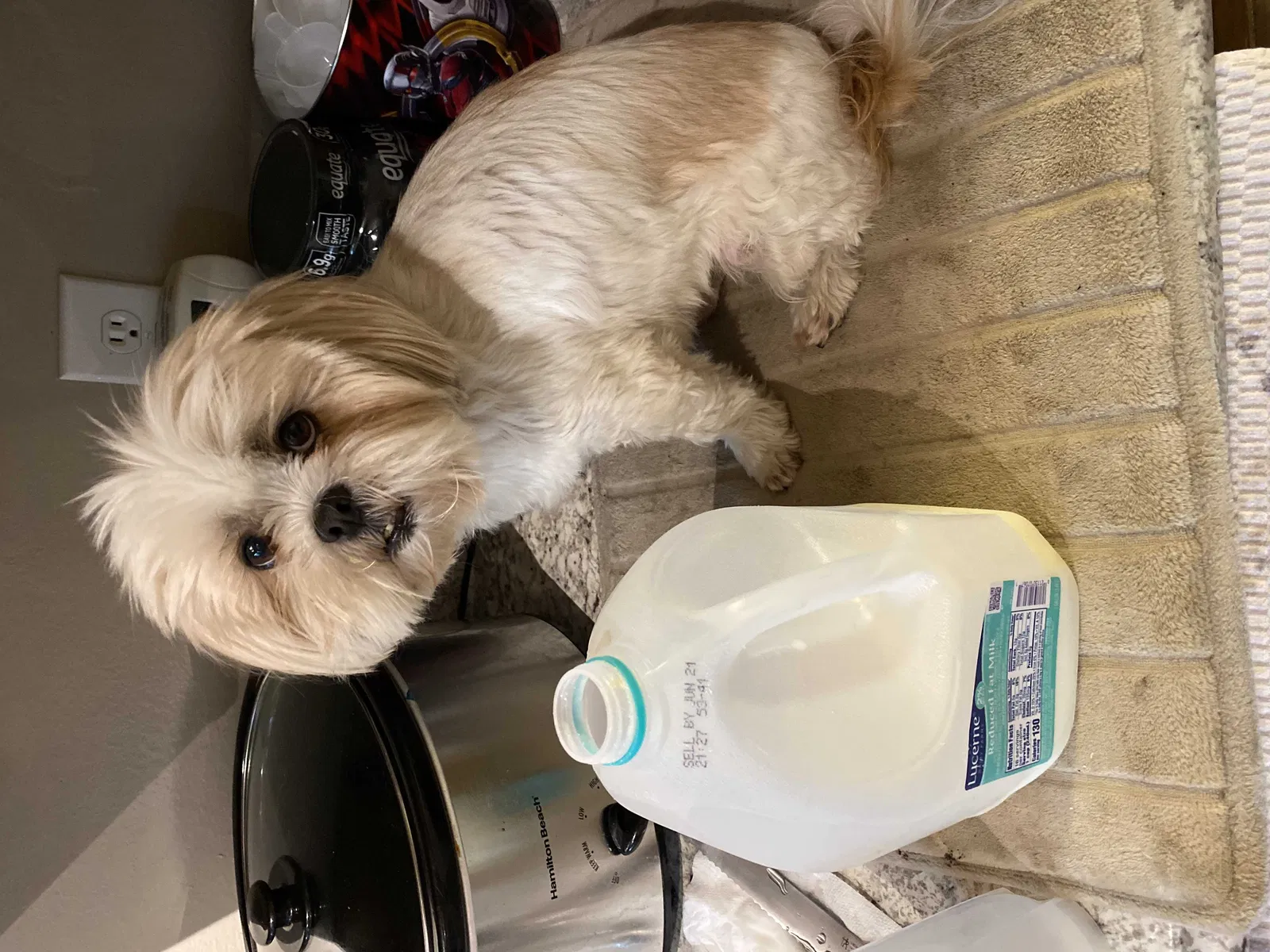 Lost dog in Anchorage, AK, 99515