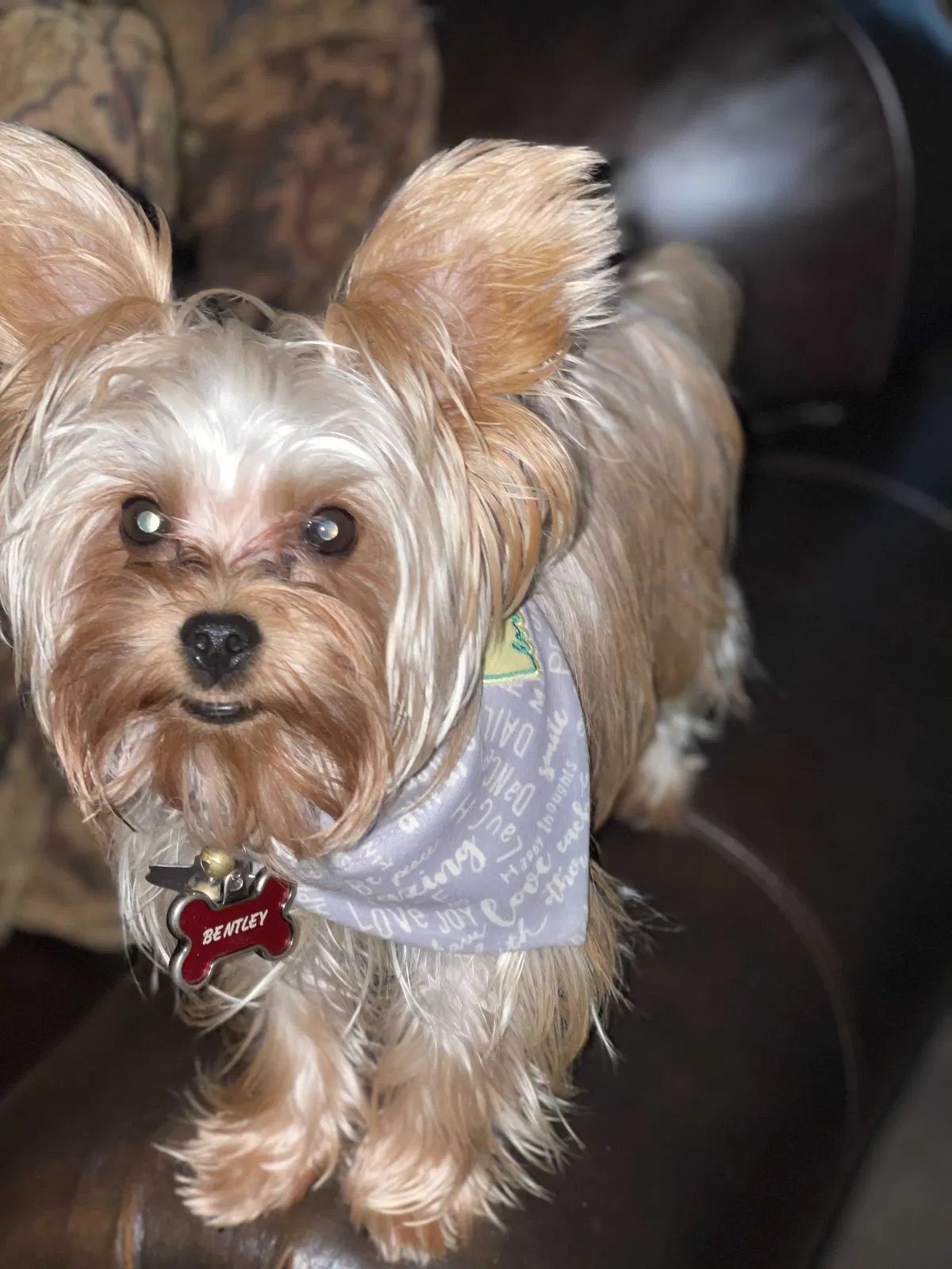 Lost dog in Harker Heights, TX, 76548