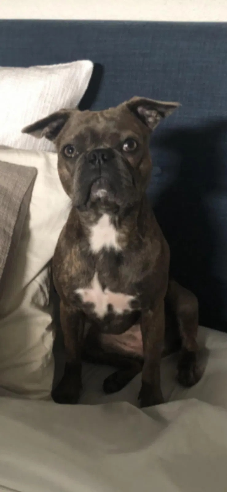 Lost dog in Salem, OR, 97302