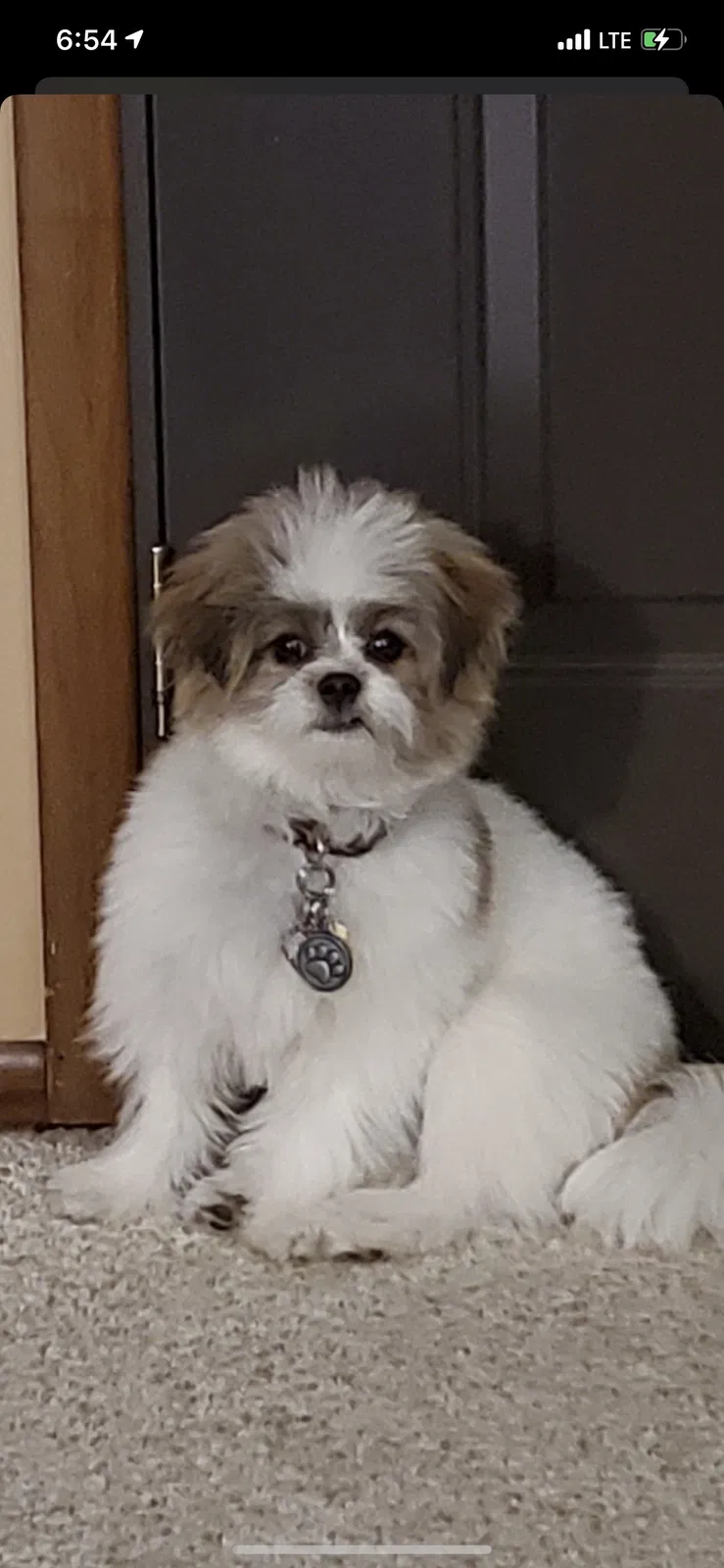 Lost dog in Canfield, OH, 44406