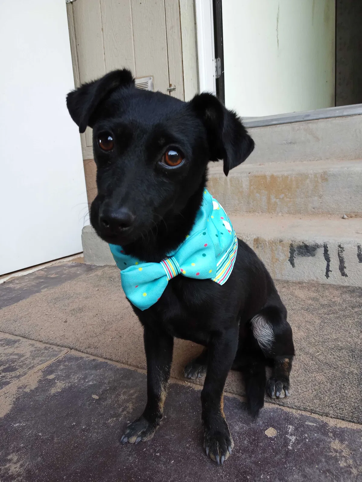 Lost dog in Albuquerque, NM, 87108