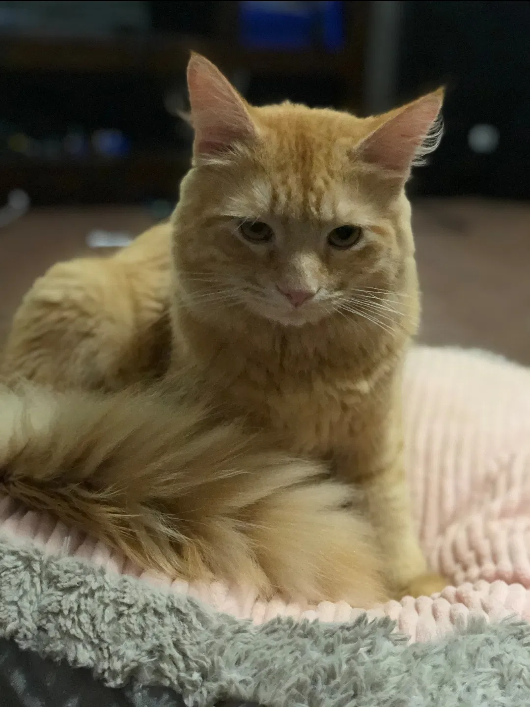Lost cat in Winchester, KY, 40391