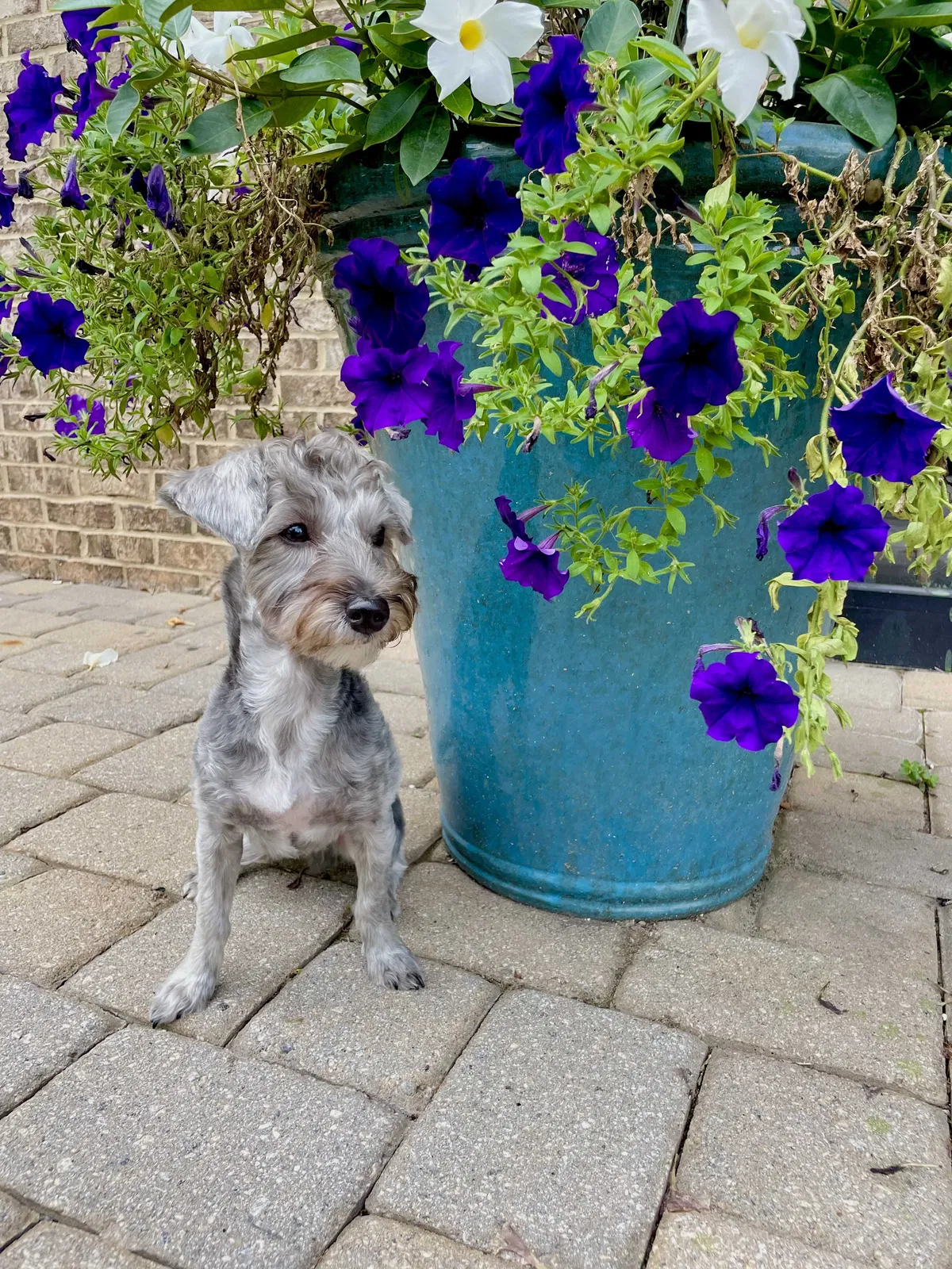 Lost dog in Atlanta, GA, 30324