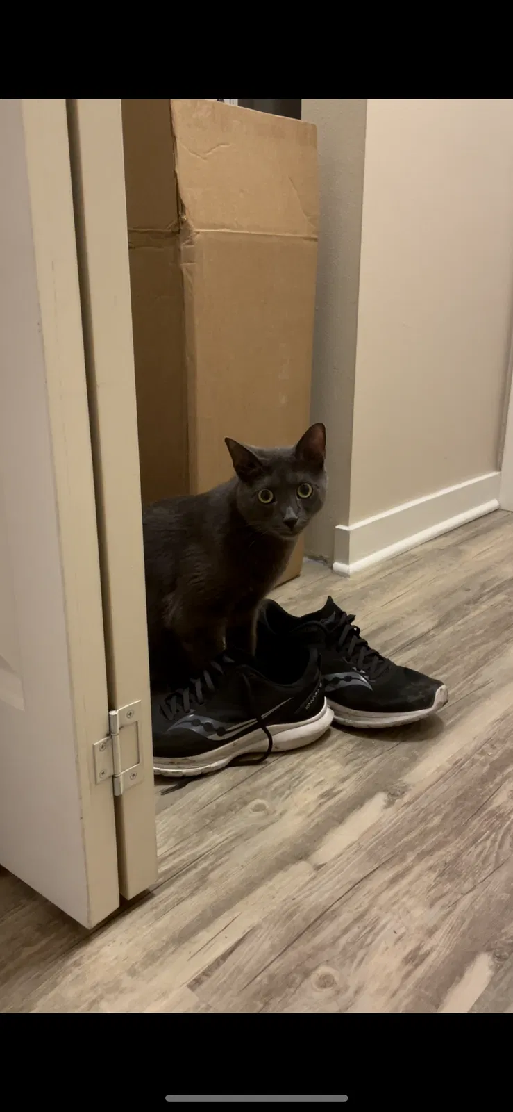 Lost cat in Seattle, WA, 98105