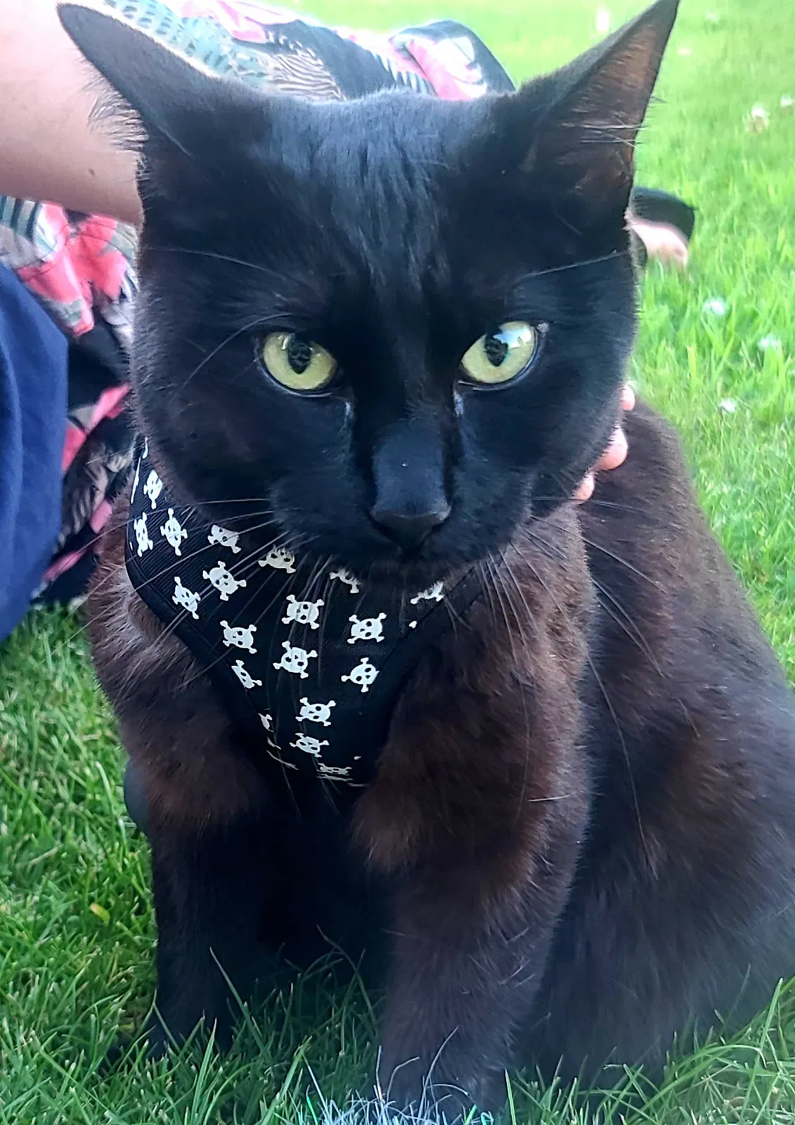 Lost cat in Dupont, WA, 98327