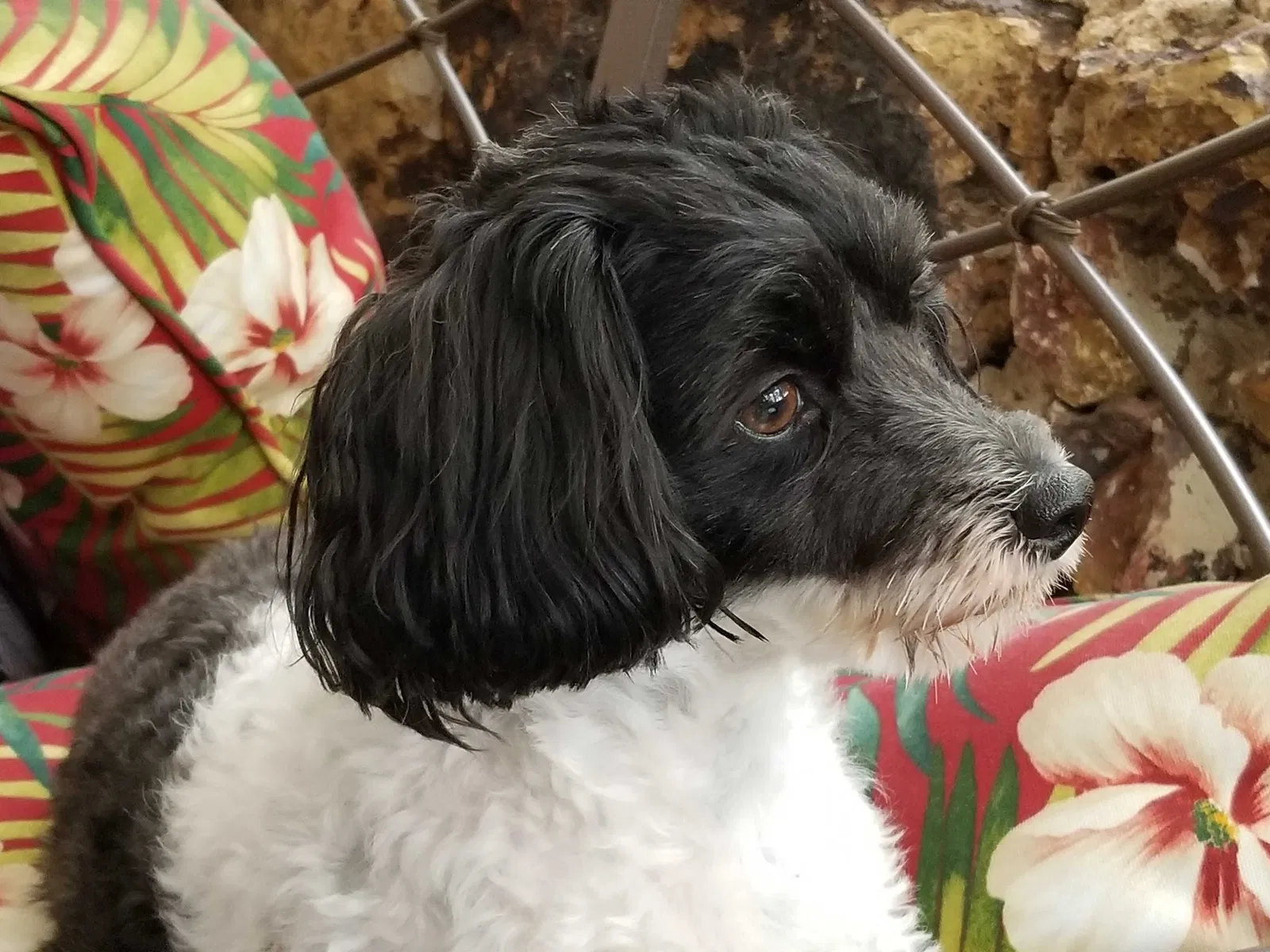 Lost dog in Roanoke, VA, 24014