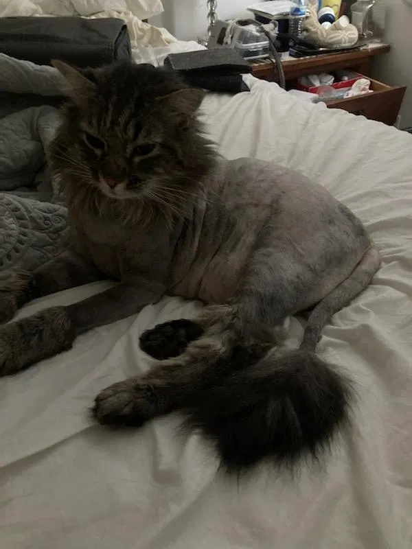 Lost cat in Albuquerque, NM, 87114