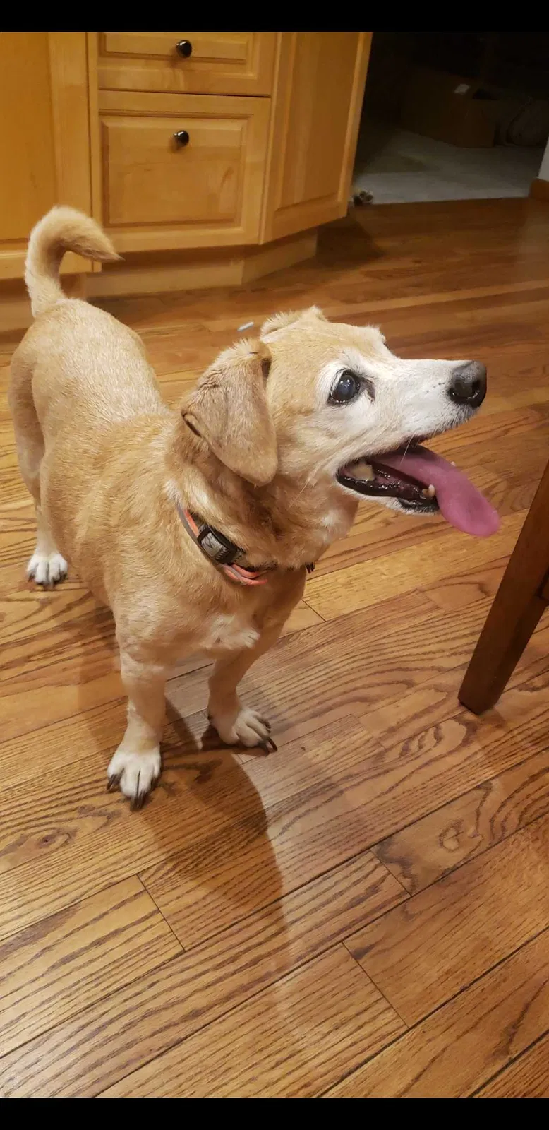 Lost dog in Medford, NJ, 8055