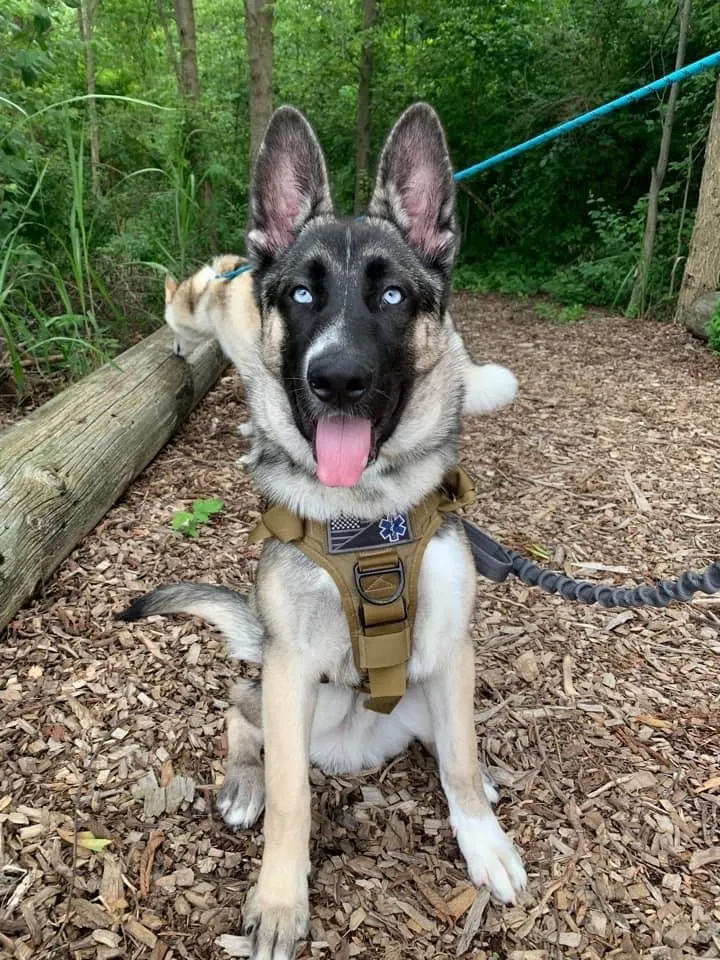 Lost dog in Lake City, FL, 32025