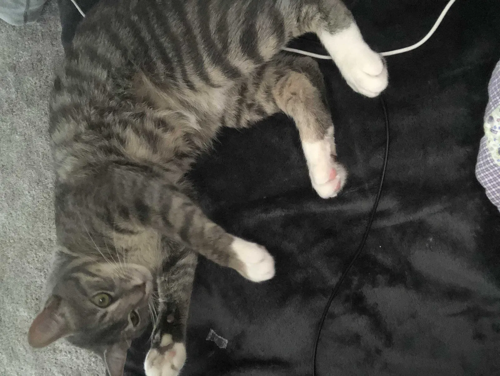 Lost cat in West Covina, CA, 91790